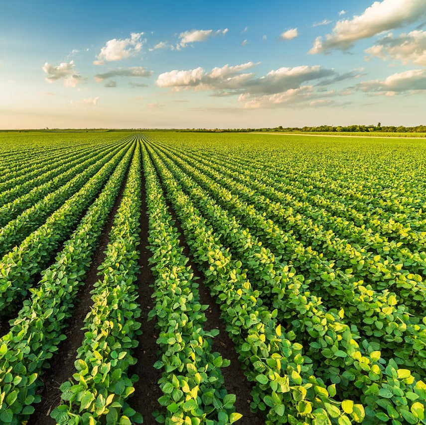Optimal Conditions for Long-Term Seed Storage: Ensuring Long-Term Viability