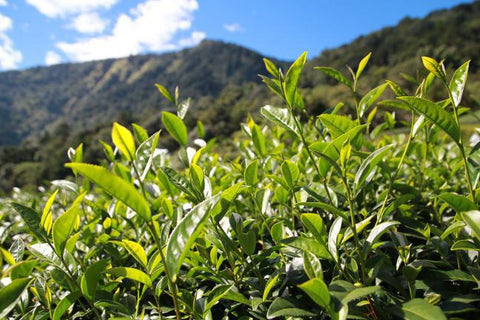 Tea Tasting 22nd October(Sunday) 2023