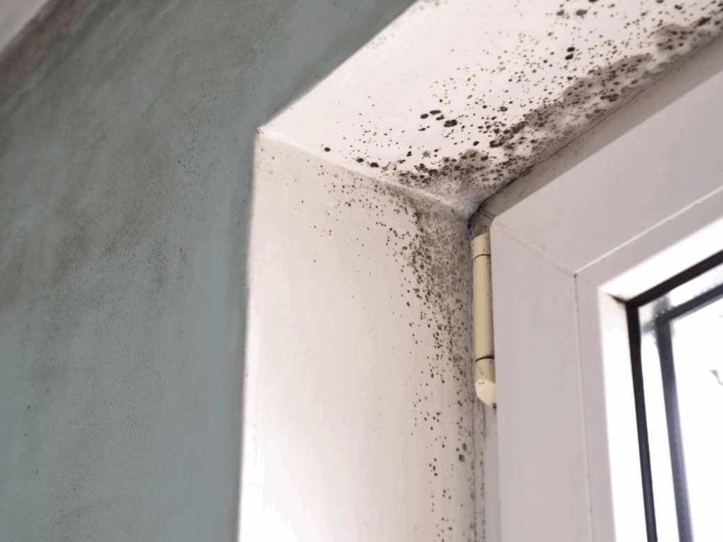 Why Mold Grows So Fast in Singapore (and How to Stop It)