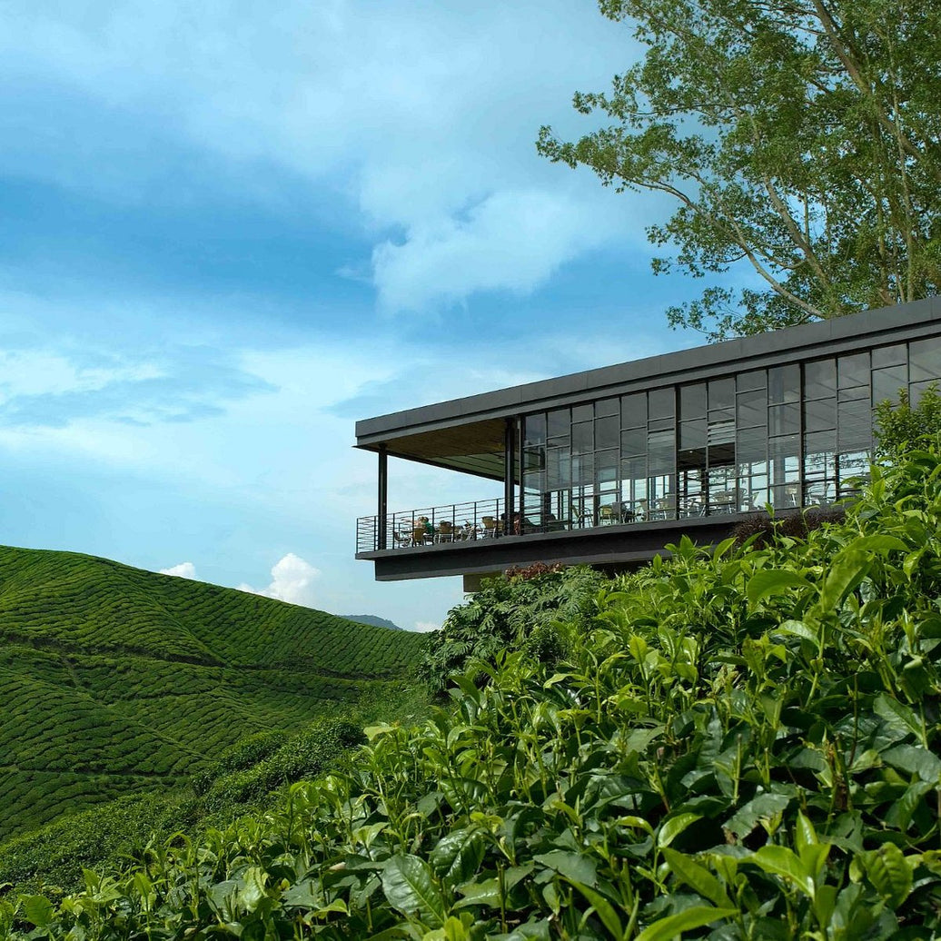 Sip, Savor, Store: The Best Ways to Keep Your Tea Fresh