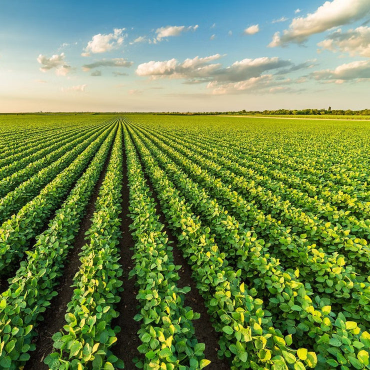 Optimal Conditions for Long-Term Seed Storage: Ensuring Long-Term Viability